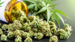 Odmiany medycznej marihuany — susz cannabis z krótkim terminem ważności